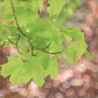 USA-Washington State-Seabeck Maple branch and spring leaves close-up Art Print